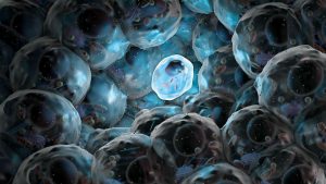 stem cells