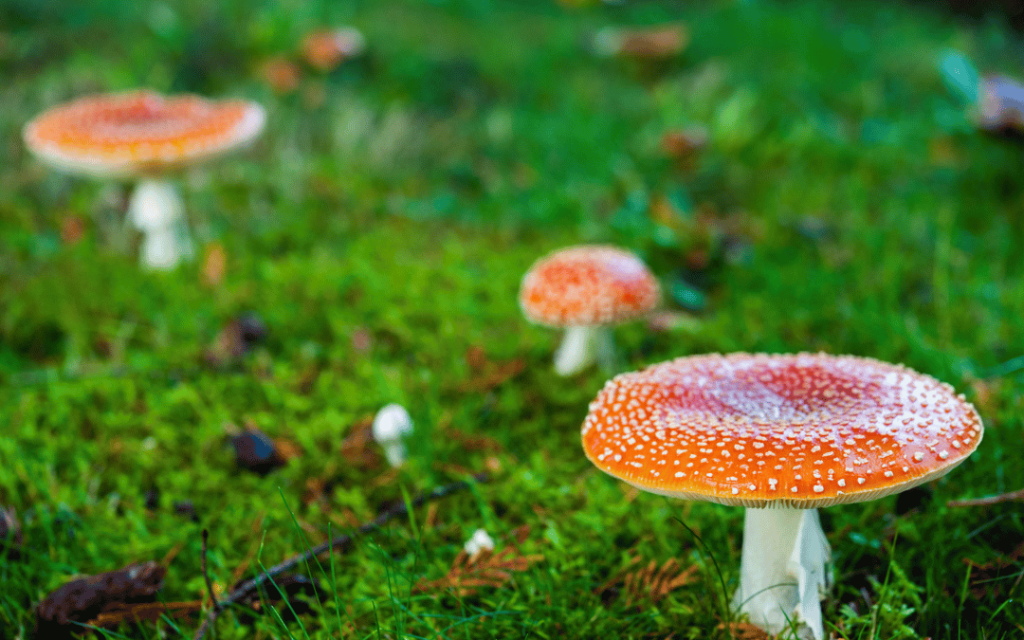 sites to buy magic mushroom selected by SandiegoMag
