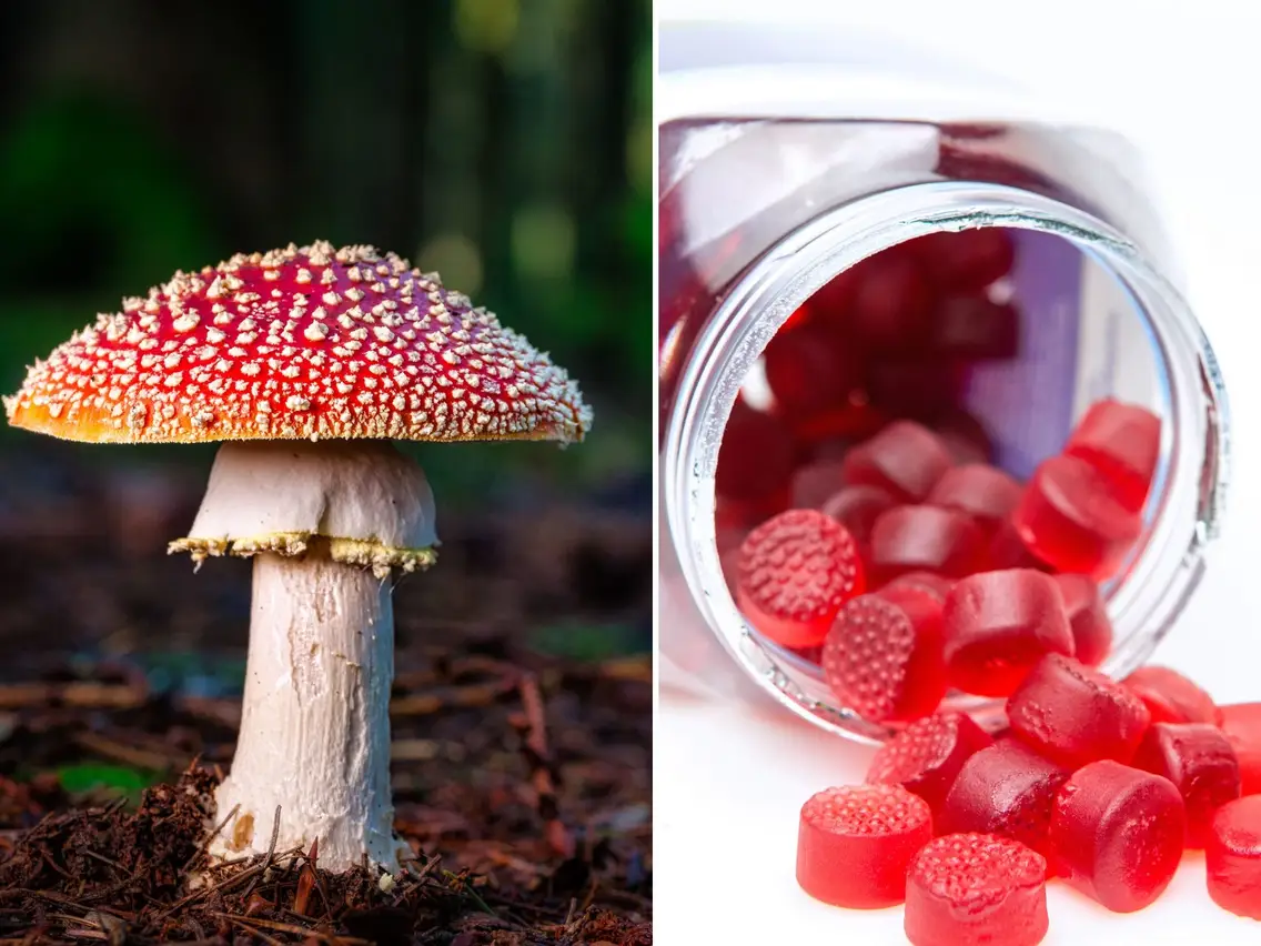 Access To The Best Amanita Muscaria Mushrooms For Anxiety