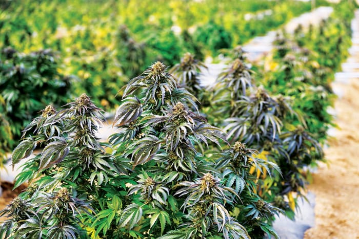 THCa Hemp Flower: Compliance and Consumer Benefits